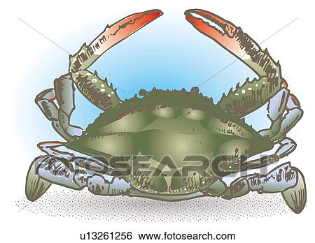 Blue crab in water, high angle view View Large Illustration Stock Illustration - Blue crab in water, high angle view. Fotosearch