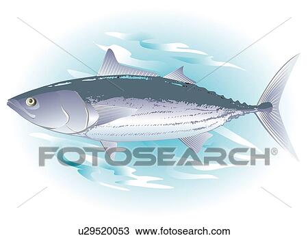 Bonito in water, side view View Large Illustration Drawing - Bonito in water, side view. Fotosearch