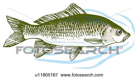 Carp in water, side view View Large Illustration Stock Illustration - Carp in water, side view. Fotosearch