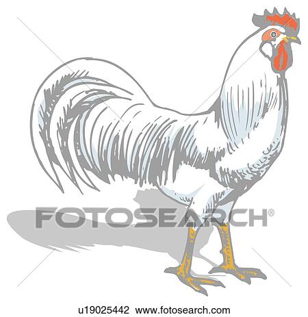Drawing - Chicken, side view. Fotosearch