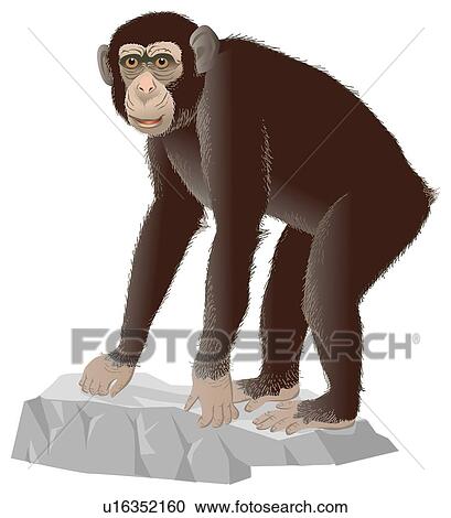 Clipart - Chimpanzee on the rock, portrait. Fotosearch