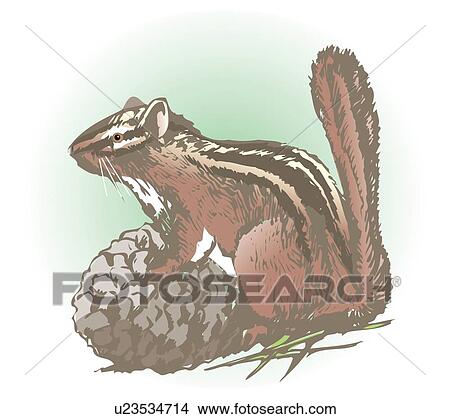 Chipmunk carrying pinecorn, side view View Large Illustration Stock Illustration - Chipmunk carrying pinecorn, side view. Fotosearch