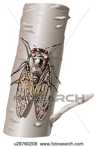 Stock Illustration - Cicada on branch of tree, high angle view. Fotosearch