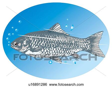 Crucian carp in water, side view View Large Illustration Stock Illustration - Crucian carp in water, side view. Fotosearch