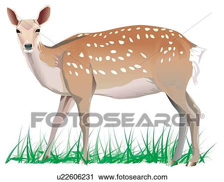 Dappled deer on grass, portrait View Large Illustration Clip Art - Dappled deer on grass, portrait. Fotosearch