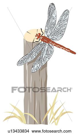 Stock Illustration - Dragonfly stopping at tip of wooden stick, high angle view. Fotosearch