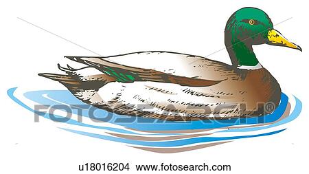 Drawings of Duck floating on water, side view u18016204 - Search Clip ...