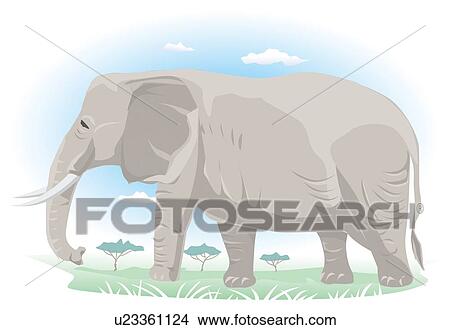 Elephant walking in savannah, side view View Large Illustration Stock Illustration - Elephant walking in savannah, side view. Fotosearch