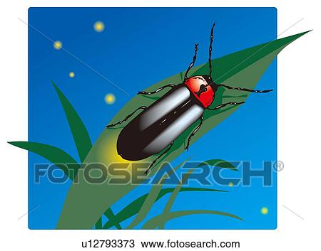 Drawing - Firefly on leaf at night, front view. Fotosearch