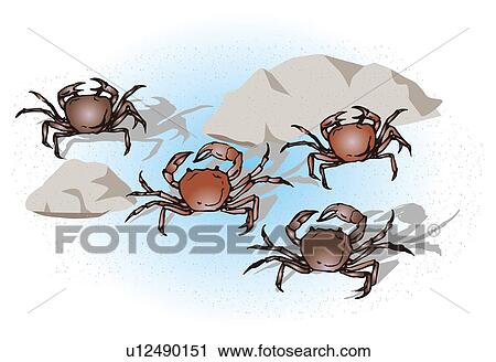 Four river crabs in water, high angle view View Large Illustration Clip Art - Four river crabs in water, high angle view. Fotosearch