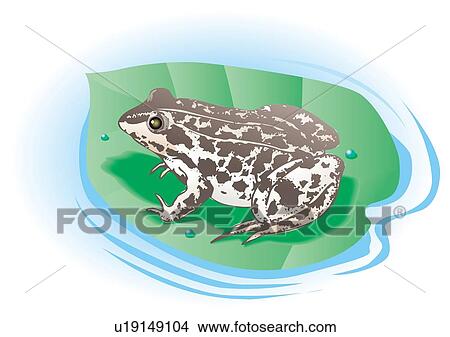 Frog on leaf floating on water, high angle view View Large Illustration Stock Illustration - Frog on leaf floating on water, high angle view. Fotosearch