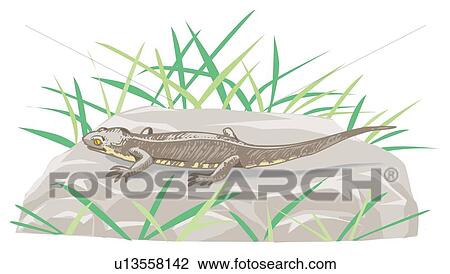 Drawing - Gecko on rock, high angle view. Fotosearch