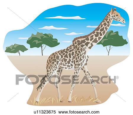 Giraffe walking in savannah, side view View Large Illustration Stock Illustration - Giraffe walking in savannah, side view. Fotosearch