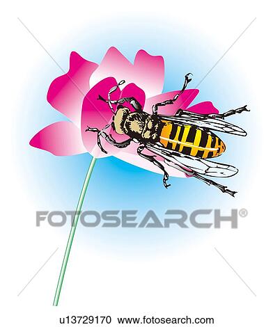 Clipart - Honey bee collecting the nectar, high angle view. Fotosearch