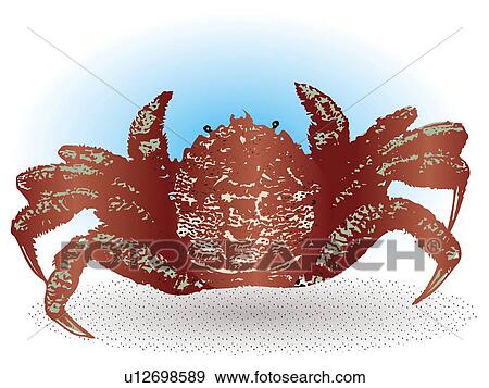 Horsehair crab in water, high angle view View Large Illustration Stock Illustration - Horsehair crab in water, high angle view. Fotosearch