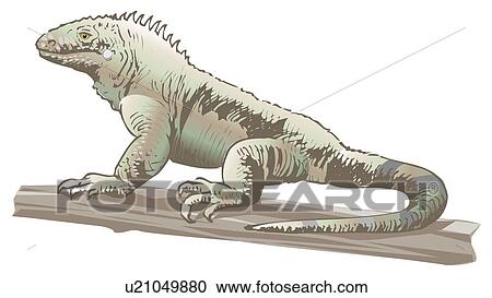 Clipart - Iguana on branch, side view. Fotosearch