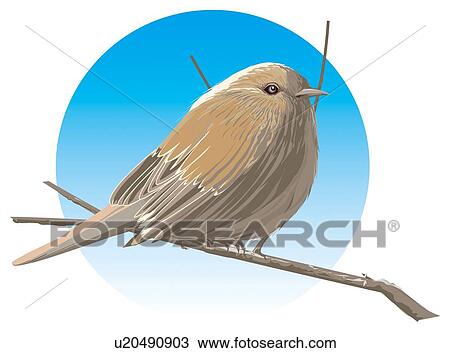 Japanese accentor perching on branch, side view View Large Illustration Drawing - Japanese accentor perching on branch, side view. Fotosearch