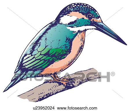 Stock Illustration - Kingfisher perching on branch, side view. Fotosearch