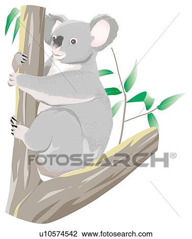 Koala In Tree Drawing U10574542 Fotosearch