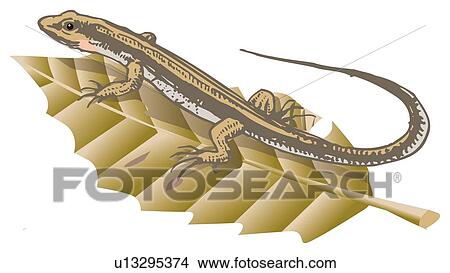 Lizard on leaf, high angle view View Large Illustration Stock Illustration - Lizard on leaf, high angle view. Fotosearch