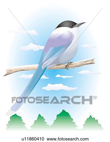 Clipart - Long tailed cock perching on branch, side view. Fotosearch