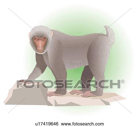 Monkey on the rock, side view View Large Illustration Stock Illustration - Monkey on the rock, side view. Fotosearch