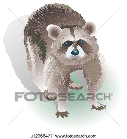 Stock Illustration - Portrait of raccoon looking up, high angle view. Fotosearch