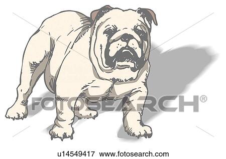 Stock Illustration - Portrait of standing Bulldog, high angle view. Fotosearch