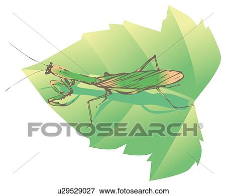 Praying mantis on leaf, high angle view View Large Illustration Stock Illustration - Praying mantis on leaf, high angle view. Fotosearch