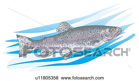 Rainbow trout in water, side view View Large Illustration Stock Illustration - Rainbow trout in water, side view. Fotosearch