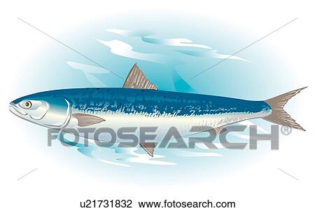 Drawing - Sardine in water, side view. Fotosearch