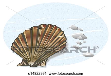 Clip Art - Scallop shell in water, high angle view. Fotosearch