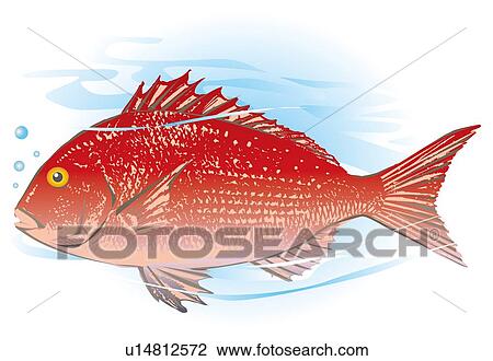 Sea bream in water, side view View Large Illustration Drawing - Sea bream in water, side view. Fotosearch