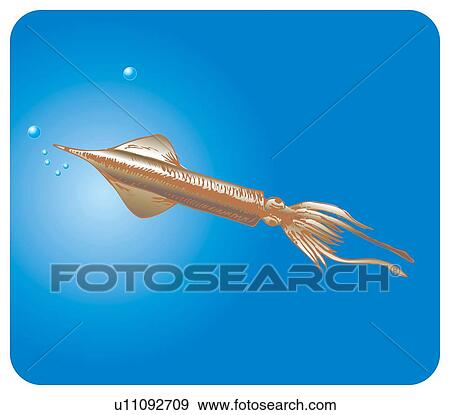 Stock Illustration - Squid in water, high angle view. Fotosearch