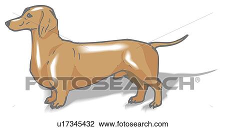 Standing Short Haired Dachshund Side View Drawing U17345432