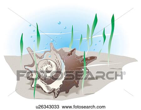 Top shell in water, front view View Large Illustration Drawing - Top shell in water, front view. Fotosearch