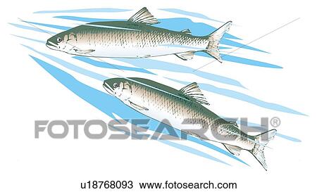 Drawing - Two ayu in water, side view. Fotosearch
