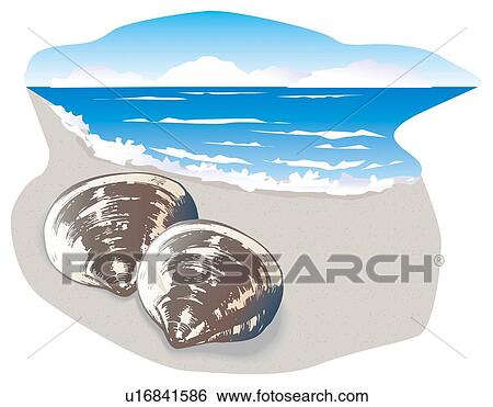 Two clams on beach, high angle view View Large Illustration Stock Illustration - Two clams on beach, high angle view. Fotosearch