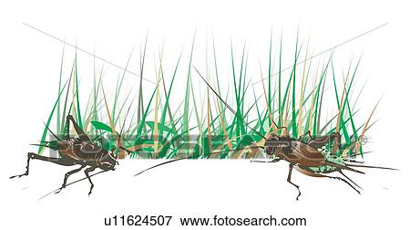 Stock Illustration - Two crickets in grass, high angle view. Fotosearch