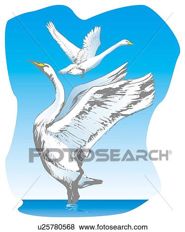 Two flying swans, side view View Large Illustration Stock Illustration - Two flying swans, side view. Fotosearch