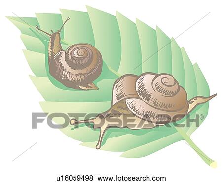 Two garden snails on a leaf, close up View Large Illustration Stock Illustration - Two garden snails on a leaf, close up. Fotosearch