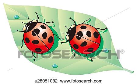Two ladybirds on a leaf with water drops, high angle view View Large Illustration Drawing - Two ladybirds on a leaf with water drops, high angle view. Fotosearch