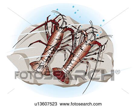 Drawing - Two lobsters on the rock in water, high angle view. Fotosearch