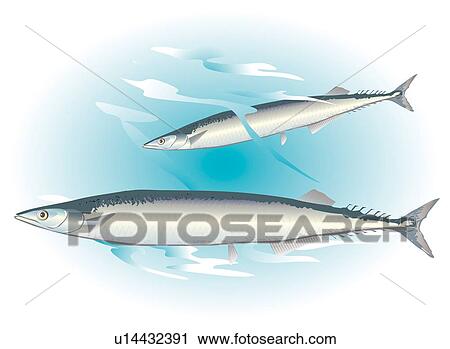 Clip Art - Two sauries in water, side view. Fotosearch