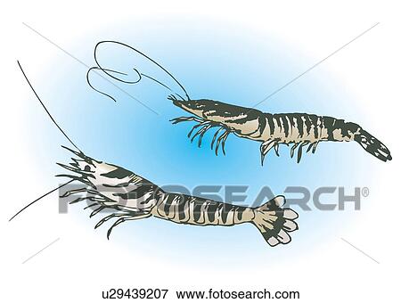 Stock Illustration - Two shrimps in water, side view. Fotosearch
