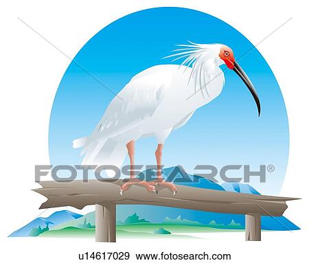 Stock Illustration - White ibis perching on branch, side view. Fotosearch