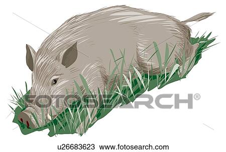 Wild boar keeping down on grass, high angle view View Large Illustration Drawing - Wild boar keeping down on grass, high angle view. Fotosearch