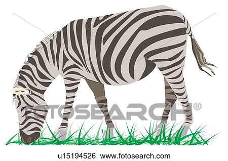 Zebra eating grass, side view View Large Illustration Stock Illustration - Zebra eating grass, side view. Fotosearch