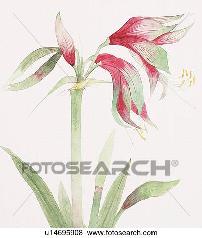 Amaryllis, close up View Large Illustration Stock Illustration - Amaryllis, close up. Fotosearch