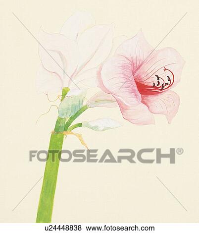Amaryllis, close up View Large Illustration Stock Illustration - Amaryllis, close up. Fotosearch